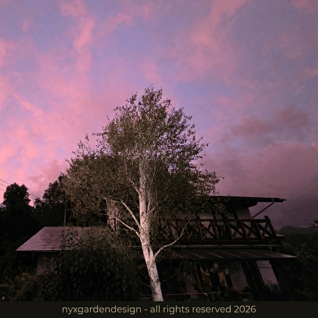 A softly illuminated birch tree beside a garden building beneath a pink-purple evening sky